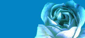 rose bleue